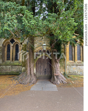 Enchanted Doorway Embraced by Ancient Trees 129375896