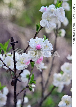 Peach blossoms Peach blossoms 129375947