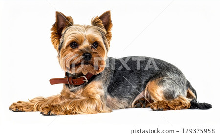 約克夏犬躺著 129375958