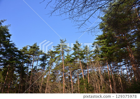 Red pine forest 129375978