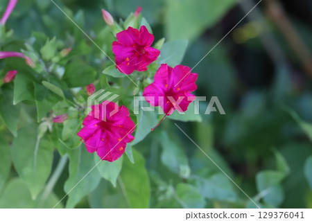 夏日花園裡盛開的深粉紅紫茉莉花 129376041