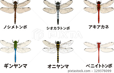 六種日本蜻蜓 129376099