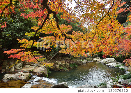 Brightly colored autumn leaves on the banks of the valley 129376210