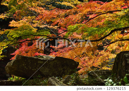Autumn maple leaves and lying rocks 129376215