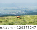 A cow standing in the grasslands of Aso, Kumamoto A cow standing in the grasslands of Aso, Kumamoto 129376247