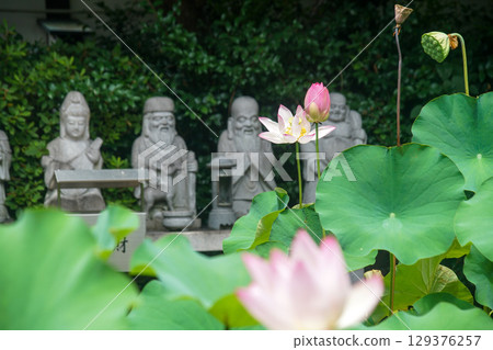 Lotus flower at Gyōganji Temple Lotus flower at Gyōganji Temple 129376257