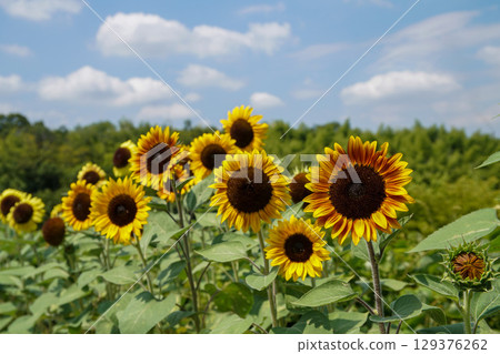 Makimi山公園向日葵 129376262