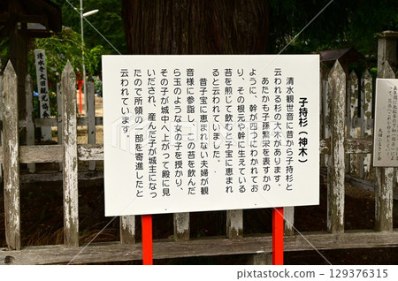 音羽山、清水寺的小道杉 音羽山、清水寺的小道杉 129376315