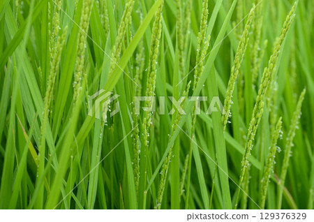 Rice flowers in the summer rice fields 129376329