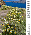 Santorini flowers 129376366