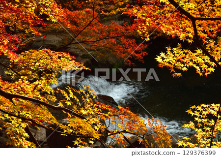 Gokei River dyed in autumn colors Gokei River dyed in autumn colors 129376399