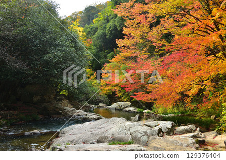 Giant maple trees lining the valley banks Giant maple trees lining the valley banks 129376404