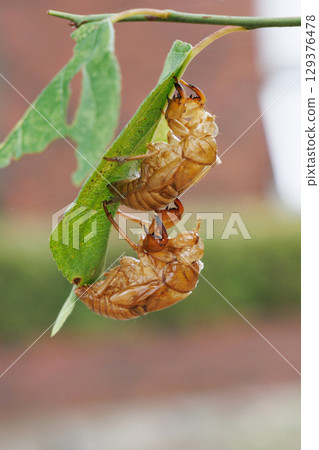 Cicada shell 129376478
