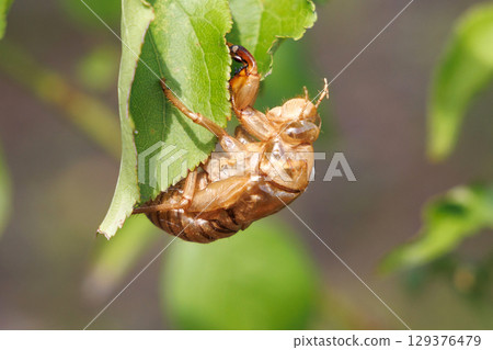 Cicada shell 129376479