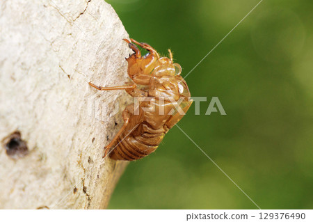 Cicada shell Cicada shell 129376490