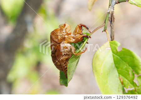 蟬殼 蟬殼 129376492