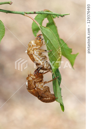 Cicada shell 129376493