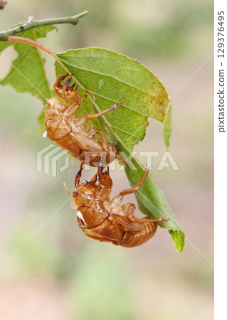 Cicada shell Cicada shell 129376495