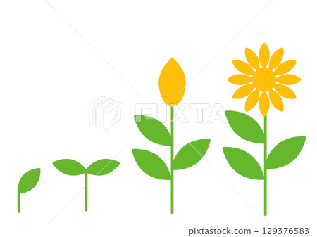 Set of simple growing yellow flowers Set of simple growing yellow flowers 129376583