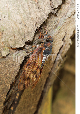 Abra Zemi stopping in a tree 129376643