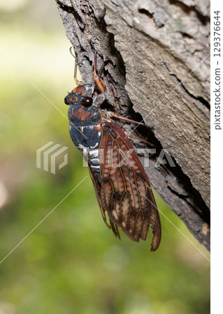 Abra Zemi stopping in a tree 129376644