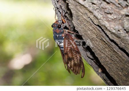 Abra Zemi stopping in a tree 129376645