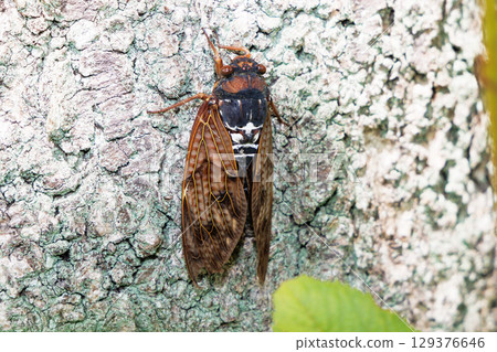 Abra Zemi stopping in a tree Abra Zemi stopping in a tree 129376646