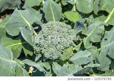 Broccoli ripe for eating in the field Broccoli ripe for eating in the field 129376740