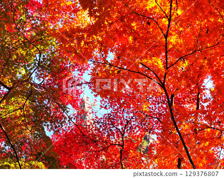 Bright red autumn leaves Bright red autumn leaves 129376807