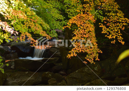 Autumn leaves and Kotaki Autumn leaves and Kotaki 129376808