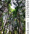A summer forest with cedar trees looking up at the sky and sunlight filtering through the trees 129376809