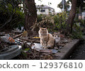 A tough stray cat and her kitten, isolated in their community A tough stray cat and her kitten, isolated in their community 129376810