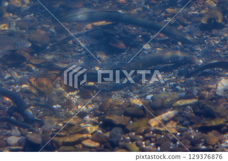 Lamprey (Chitose Aquarium, the Hometown of Salmon) 129376876