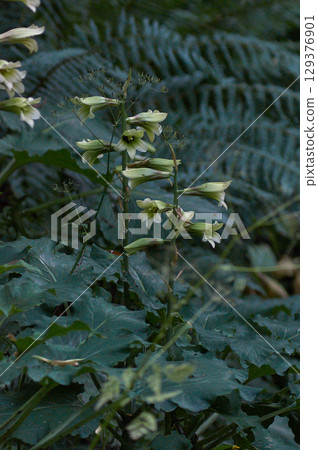 莉莉奧雷巴 莉莉奧雷巴 129376901