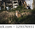 The dignified gaze of a cat standing in a residential area in the evening The dignified gaze of a cat standing in a residential area in the evening 129376931