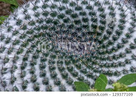 雪明（巴西仙人掌/Notocactus）仙人掌雕塑之美 129377109
