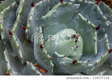 龍舌蘭 isismensis（雷帝）[背景資料] 129377110