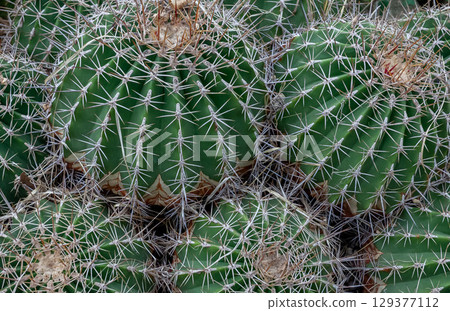 仙人掌 Ferocactus potoshii [多肉植物] 129377112