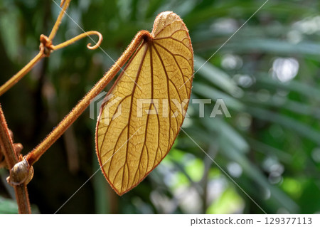 異形葉紫荊 異形葉紫荊 129377113