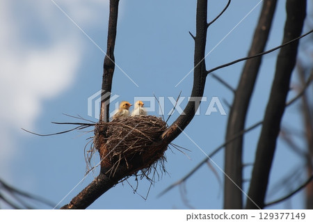 Two Baby Birds Perched in a Nest on a Blackened Tree Branch Against a Blue Sky Background Two Baby Birds Perched in a Nest on a Blackened Tree Branch Against a Blue Sky Background 129377149