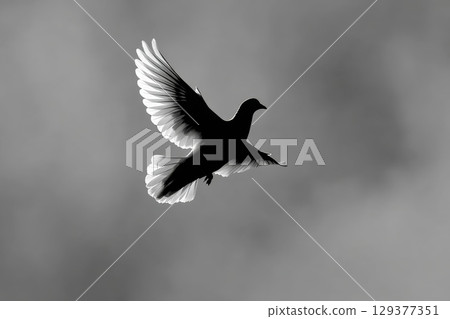 Majestic White Dove Silhouette Flying Gracefully Against a Cloudy Sky Background 129377351