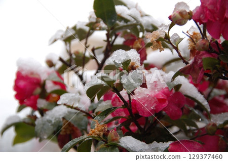 Snow falling on flowers 129377460