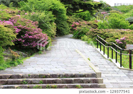 杜鵑花林蔭道 129377541