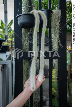 Someone hand with a Monkey Tail cactus. The monkey tail cactus is a type of cactus plant characterized by its long, cascading shape and white, hair-like spines. 129377595