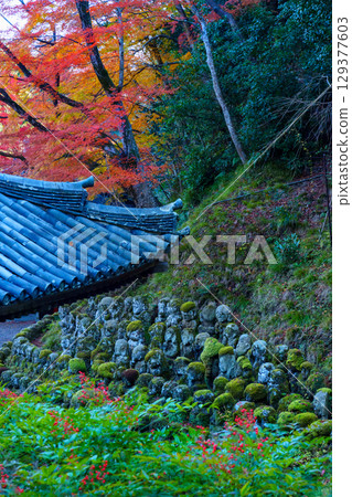 京都Atago菩薩寺廟秋天 129377603