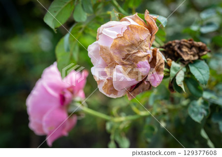 Roses flower having sunburn damaged. Rose flowers get sunburned due to being exposed to too much sunlight which makes them vulnerable to fire. 129377608