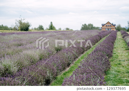 A wide lavender field stretches toward a wooden farmhouse under a soft cloudy sky in a rural landscape. Lavender field walks, nature escape, rural travel, botanical experiences... A wide lavender field stretches toward a wooden farmhouse under a soft cloudy sky in a rural landscape. Lavender field walks, nature escape, rural travel, botanical experiences... 129377695