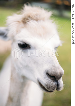 Extreme close-up of a white alpacas face with soft fur and calm expression in an outdoor farm setting. Sustainable fashion, biodegradable textiles, natural fibers, low-impact farming Extreme close-up of a white alpacas face with soft fur and calm expression in an outdoor farm setting. Sustainable fashion, biodegradable textiles, natural fibers, low-impact farming 129377702