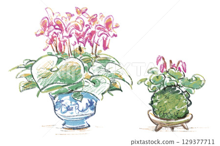 盆栽仙客來與苔蘚球 129377711
