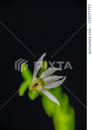 Lobelia chinensis (Azemushiro) flower 129377757